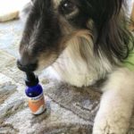 cbd dog 2
