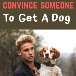 convince someone to get a dog