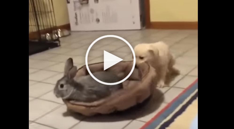 dog rabbit video
