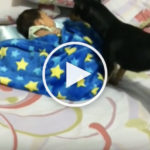 Tiny Dog Tucks Tiny Baby Into Bed