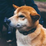 how to convince your husband to get a dog