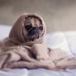 how to convince your husband to get a dog 2