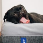 Why Does Your Dog Sleep So Much?