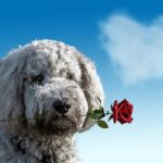 dog heart