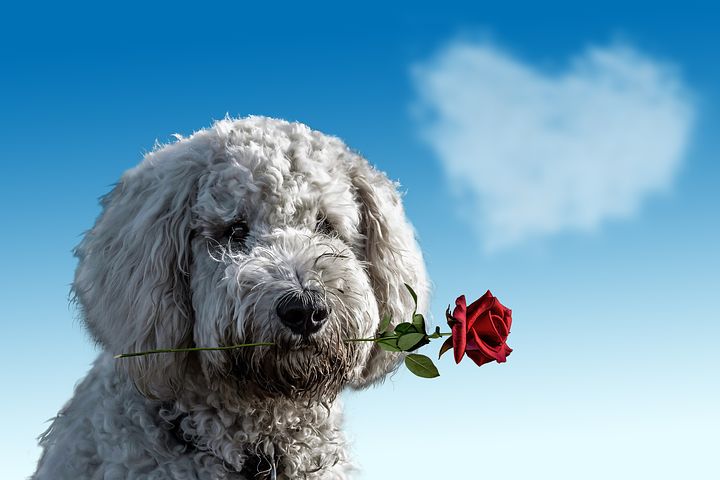 dog valentines day