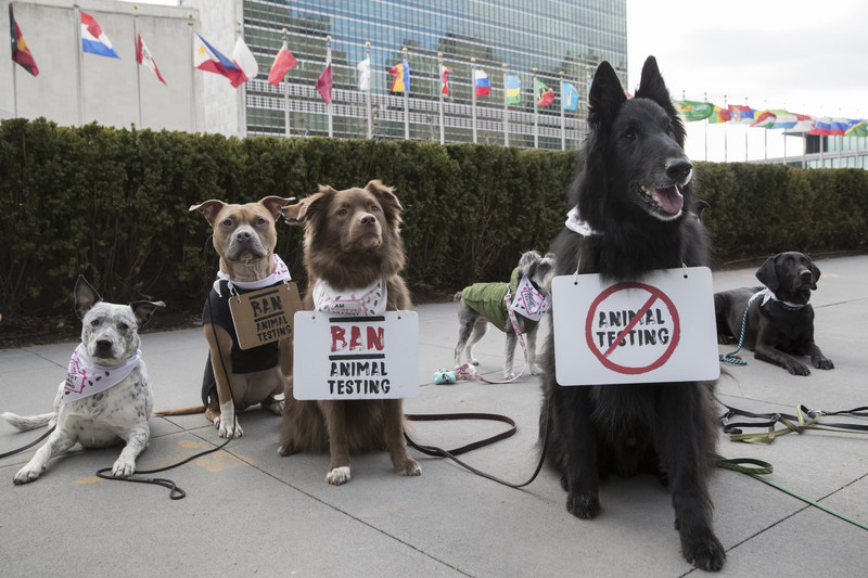 dog protest