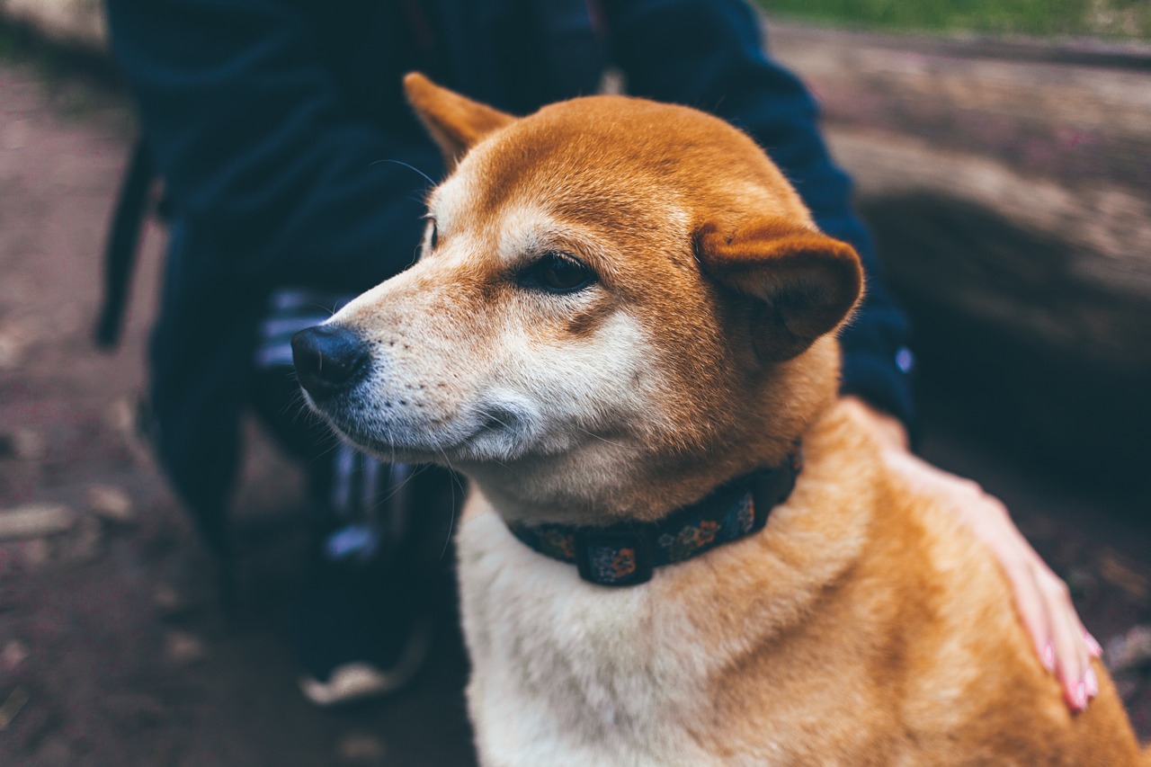 dog shock collar