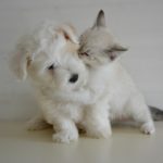 dog valentine 5