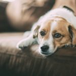dog valentine 7