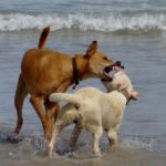 dog valentine 8
