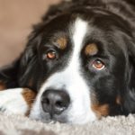 dog valentines day 4