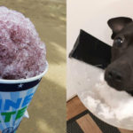 dog with a blog snow cone