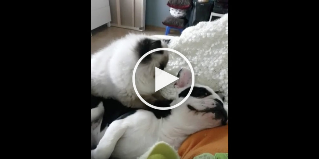 cat massages dog
