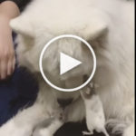 Samoyed Dog Incredibly Gentle with Loving, Tiny Rats
