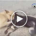 dog dead video