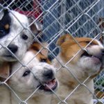 dog donation app