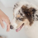 Morris Animal Foundation Donates $1 Million for Studies for Canine Health