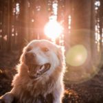 Healing Crystals for Dogs: Crystal Meanings