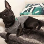 small dog clothes 2