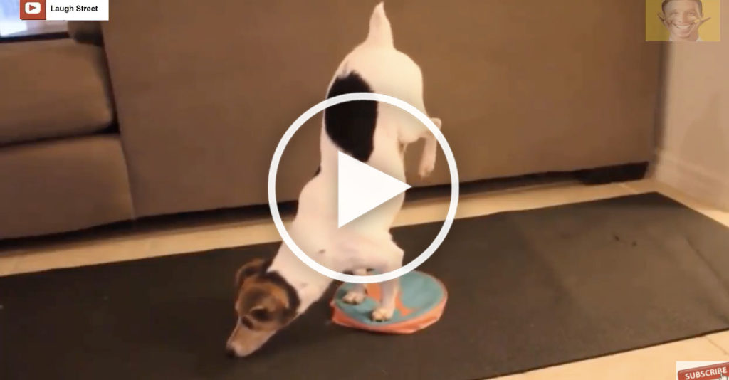 Dogs Practicing Yoga