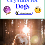 Healing Crystals for Dogs