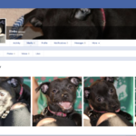puppy.pics Review: Is it Facebook for Dog Lovers?