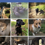 all pics facebook dog