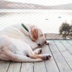 Calming Essential Oils for Dogs: Surprising Way to Destress Your Canine