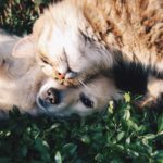Dogs VS. Cats: Which Pet Should You Get?