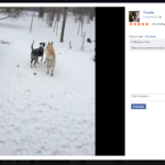 dog-pic