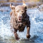 dogrunning