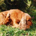 Essential Oils for Dog Hot Spots: Ones You Need To Try