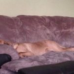 roscooncouch