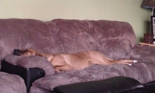 RRosco sleeping on the couch