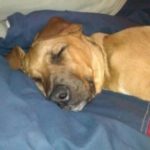 roscosleepingonbed