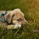 Why Do Dogs Cover Their Faces?