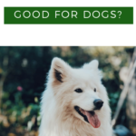 Is Celery Good for Dogs?