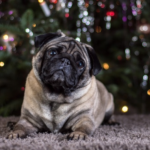 best dog food 3