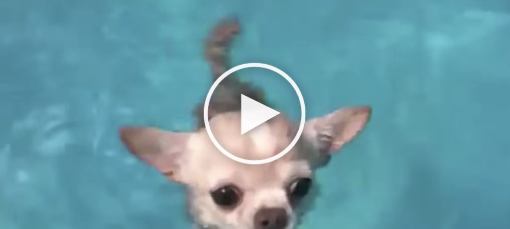 Chihuahuas swimming