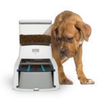 Would You Use an Automatic Dog Feeder?