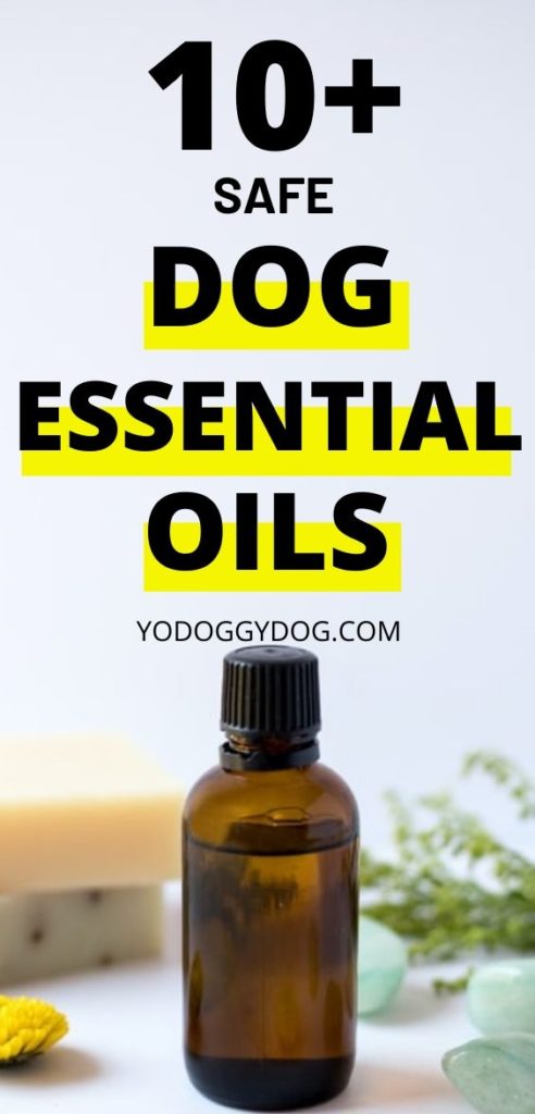 10+ Safe Essential Oils for Dogs: Allergies, Hot spots, Arthritis ...