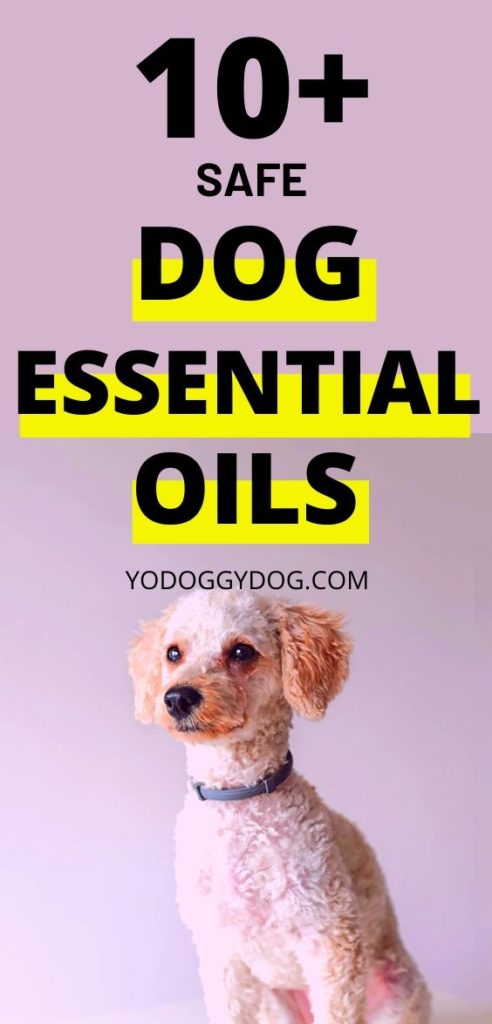 10+ Safe Essential Oils for Dogs: Allergies, Hot spots, Arthritis ...