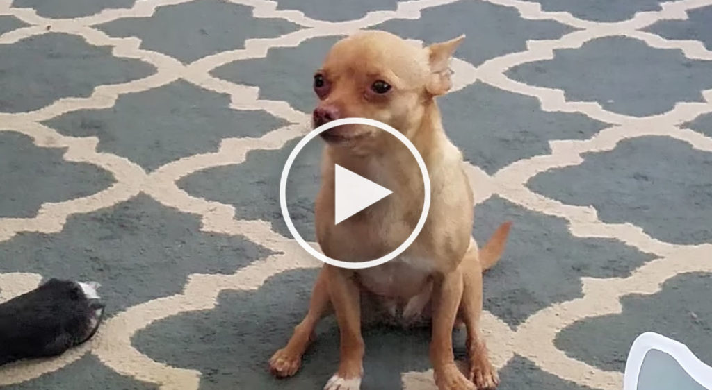 funny Chihuahua