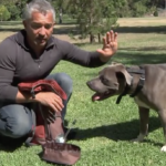 You're Cooling Off Your Dog WRONG! Here's What Works