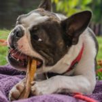 dog-3555450_1280