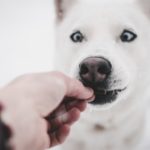 Dog Dental Chews: Do They Really Work?