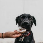 What People Foods Your Dog Should Stay Away From