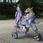 best pet stroller