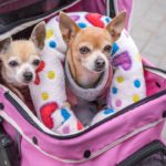 8 Reasons to Consider a Pet Stroller