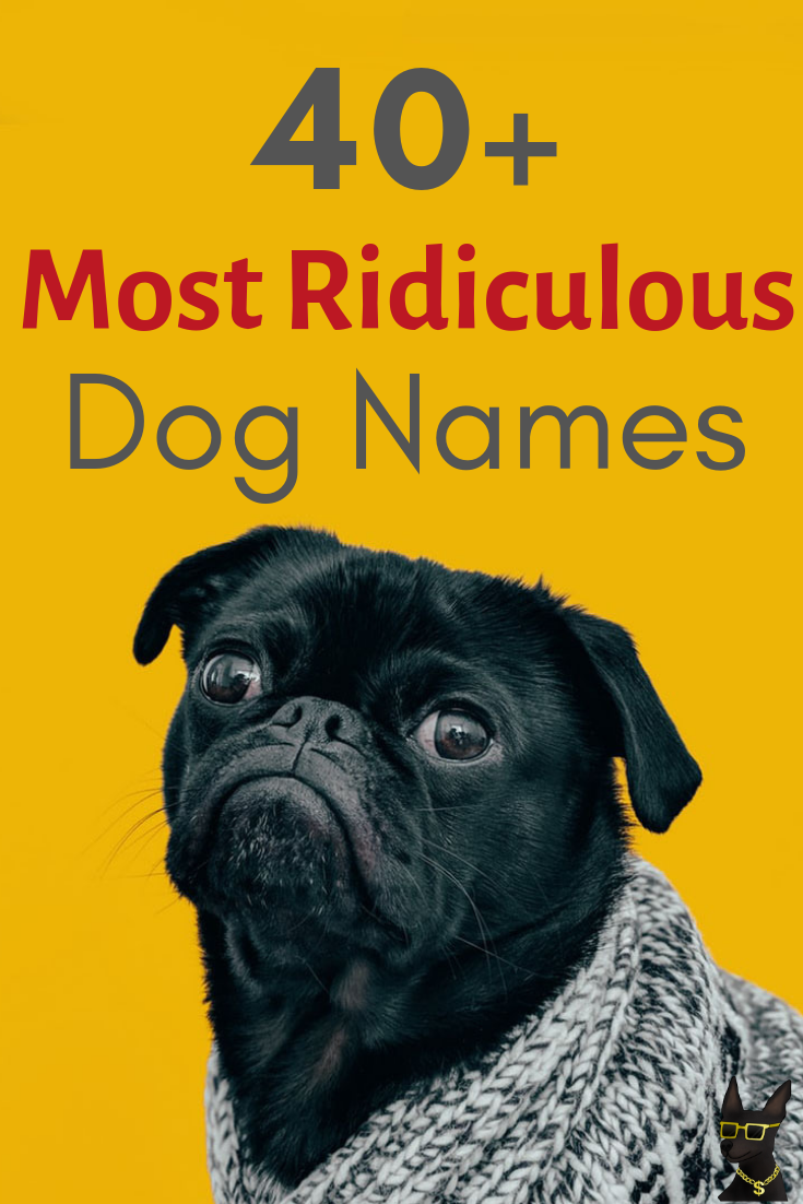 hands-down-the-most-ridiculous-dog-names-you-can-find-yocanine